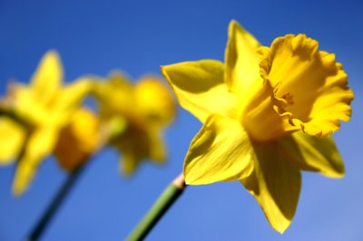 Narcissenlijn door Sarah OToole